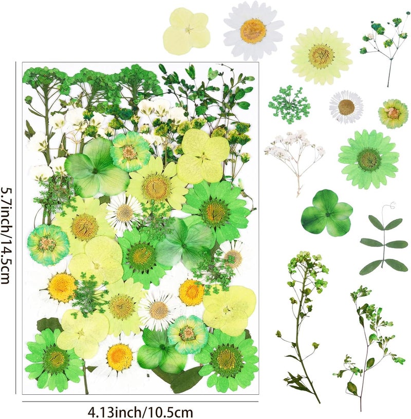 Xinxinran 40Pcs Green Dried Pressed Flowers for Crafts, Dry Flowers Kit for Resin Molds,Epoxy Resin Accessories,Bookmark,Nails, Jewelry Molds,Candle Making Supplies,Soap,Frame,Cakes - Image 2